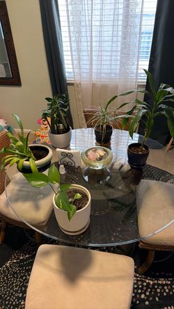 Assortment of plants in pots.