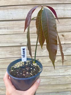 Miami Glenn Mango Trees (Seedlings) 