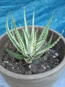 Succulent Varigated