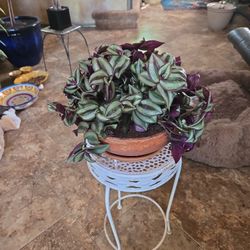Wandering Jew Plant In 10in Wide Terracotta Pot With Tray 