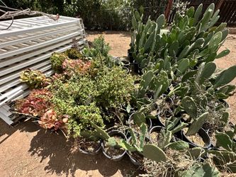 Succulents and edible cactus $5ea container.