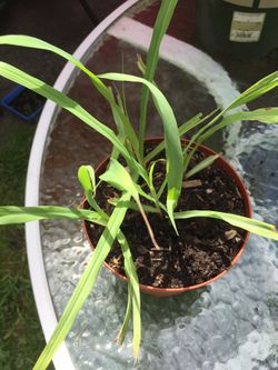 Organic Lemongrass plant