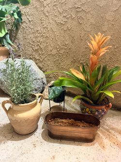 Plants in pots