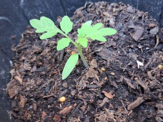 Baby cherry tomato  plant!