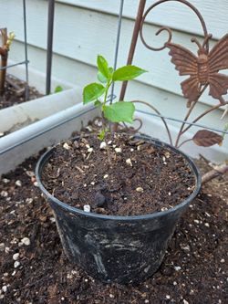 Garden Plant Chery Bush New
