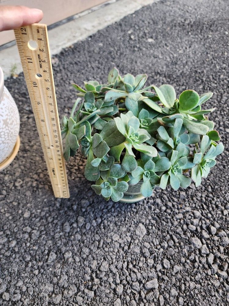 Succulent Plant in ceramic pot