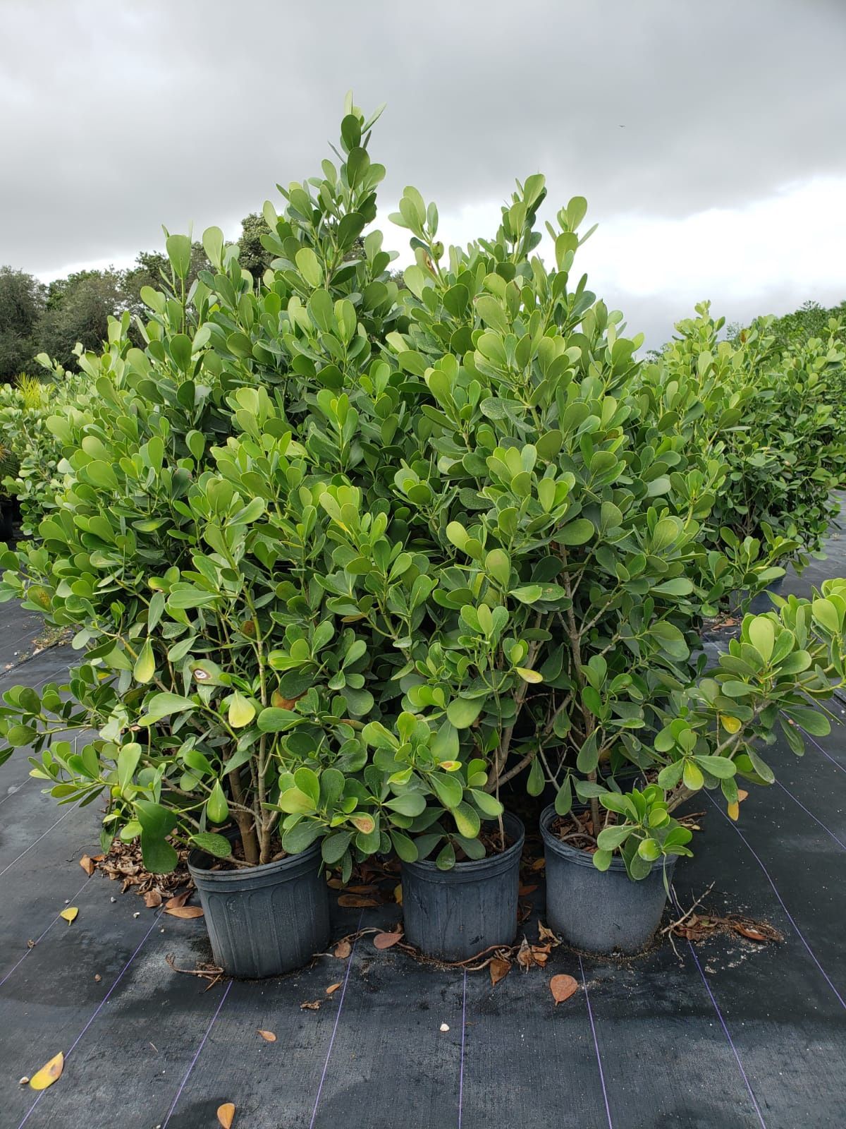 Clusias about 6 ft tall