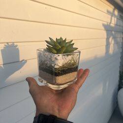 Succulent Arrangement/Arreglo de Suculentas