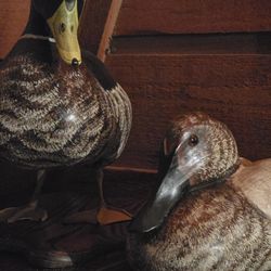 Ducks!  Do you love ducks? 7 Wood Ducks for Sale