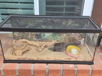Lizard enclosure
