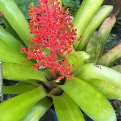 Flaming Torch Bromeliad