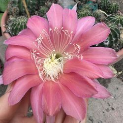 Cactus