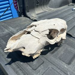 Decorative Skull