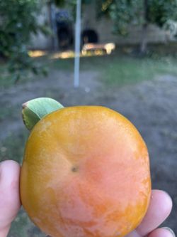 crispy persimmons