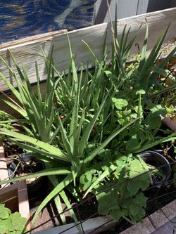 Aloe Vera plant
