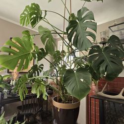 Philodendron Monstera 6+ ft Tall