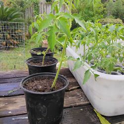 Tomato Plants