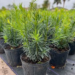 Podocarpus Hedges