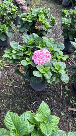 Pink hydrangeas 5g