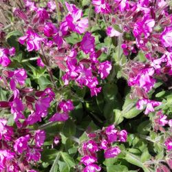Perrenials Plants 