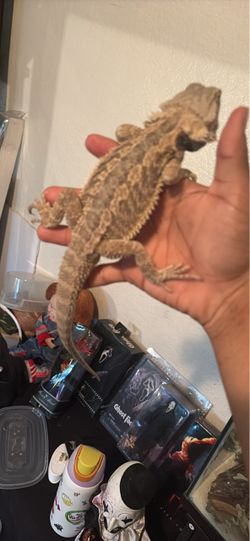 Reptile tank