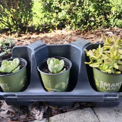 Four Baby Plants For 10 Dollars Come Pick Out Any Five Little Mini Plants From Jade Plant To Succulents To Basil Aloe Plants