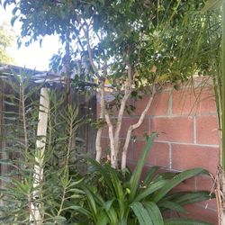 Plant For Sale