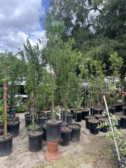 🍑 Golden Nectar Plum Tree for Sale | Sweet Yellow Plums