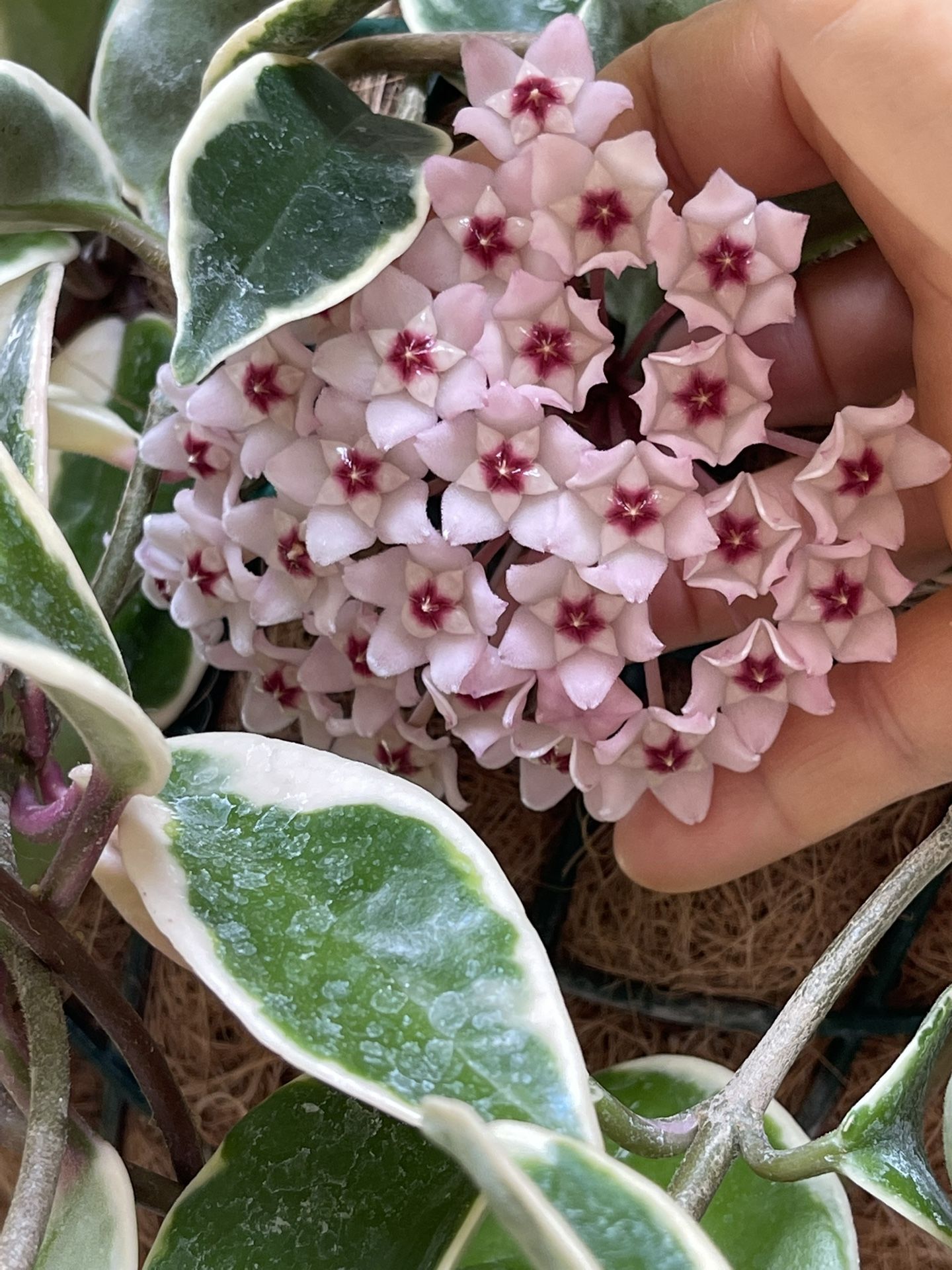 Hoya carnosa Variegated “Krimson Queen”