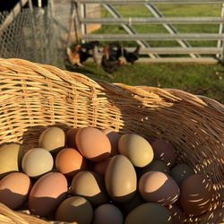 Fresh Farm Eggs 