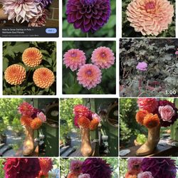 Dahlia tubers loads of them