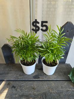 Parlor Palm