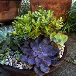 Large Succulent Arrangement 