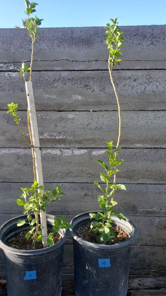Apple trees for Sale in Las Vegas, NV OfferUp