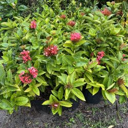 Ixora Maui In 3 gls Pot. SPECIAL PRICE 🤩