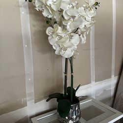 Decorative orchid plant