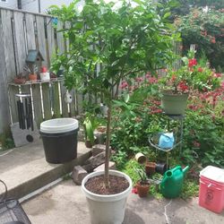 Grapefruit  Plant (Tree)  $60 ObO