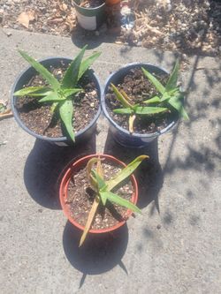 Small Aloe