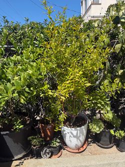 Fruit trees