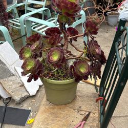 Aeonium Plant 
