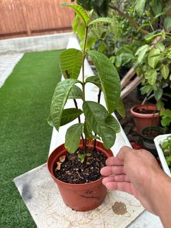 Healthy 1 foot tall guava