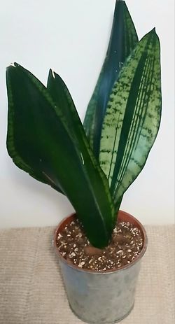 Live Sansevieria Whitney Snake Indoor Houseplants With 4 Inch Nursery Pots And 5 Inch Matel Pot  $13
