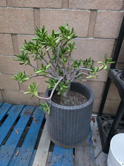 Big Healthy Jade Plant
