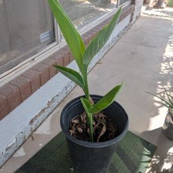 $8 . Maseta Grandesita. . Plantita Color Rosa Muy Bonita