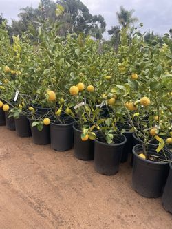 5 Gallon Size- Fruiting Age- Citrus Trees 