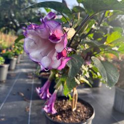 🌿 Plant: Lila Trompeta De angel 