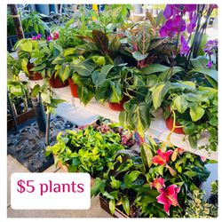 Plants Sale🌿Friday May 3 🌿Address & hours⬇️