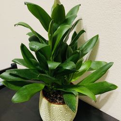♥️Gorgeous Green Ti Plant is a natural stress reliever🙏PLS READ DESCRIPTION