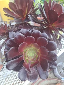 Rosa Negra