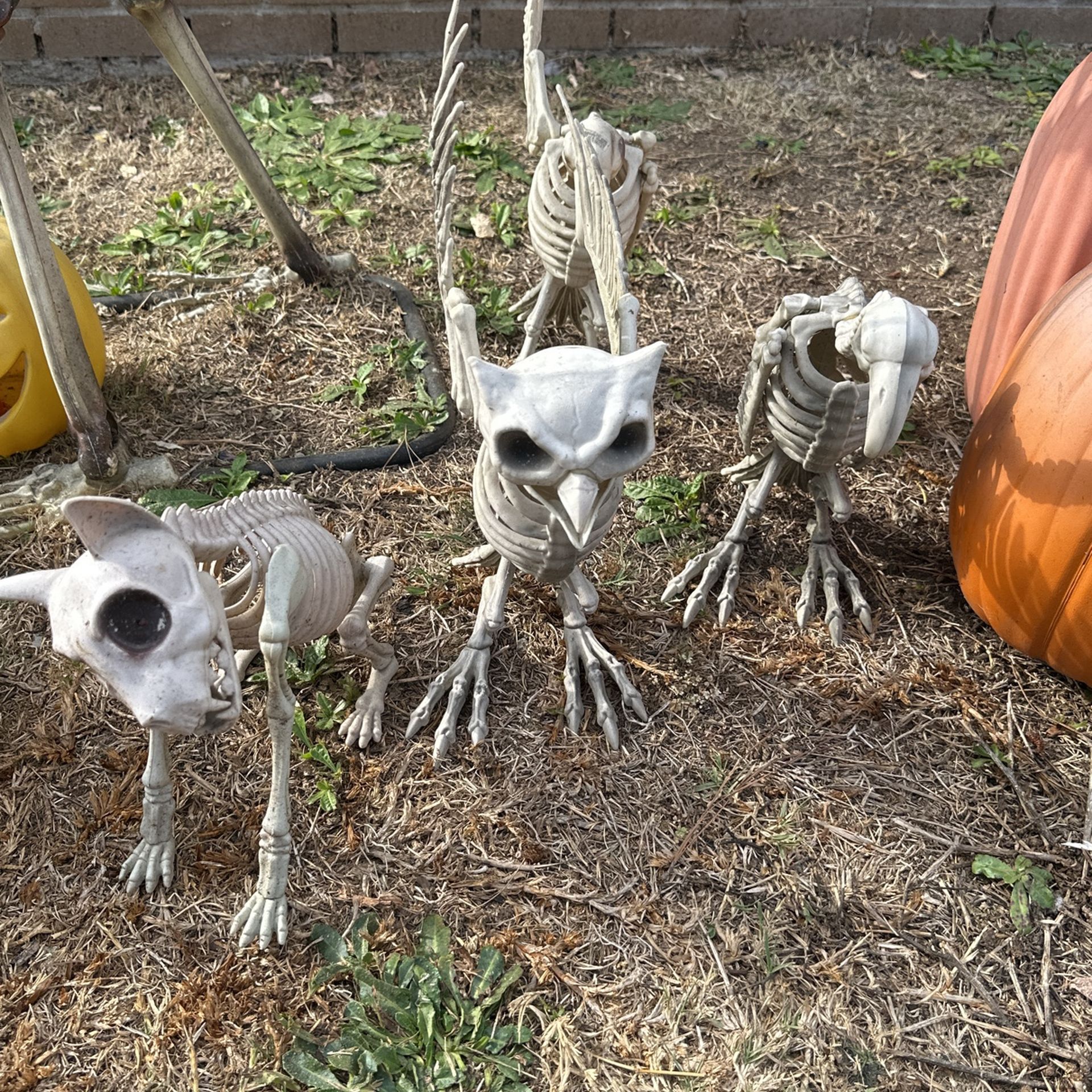 Animal Skellies